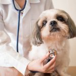 The Career Benefits of Being a Vet
